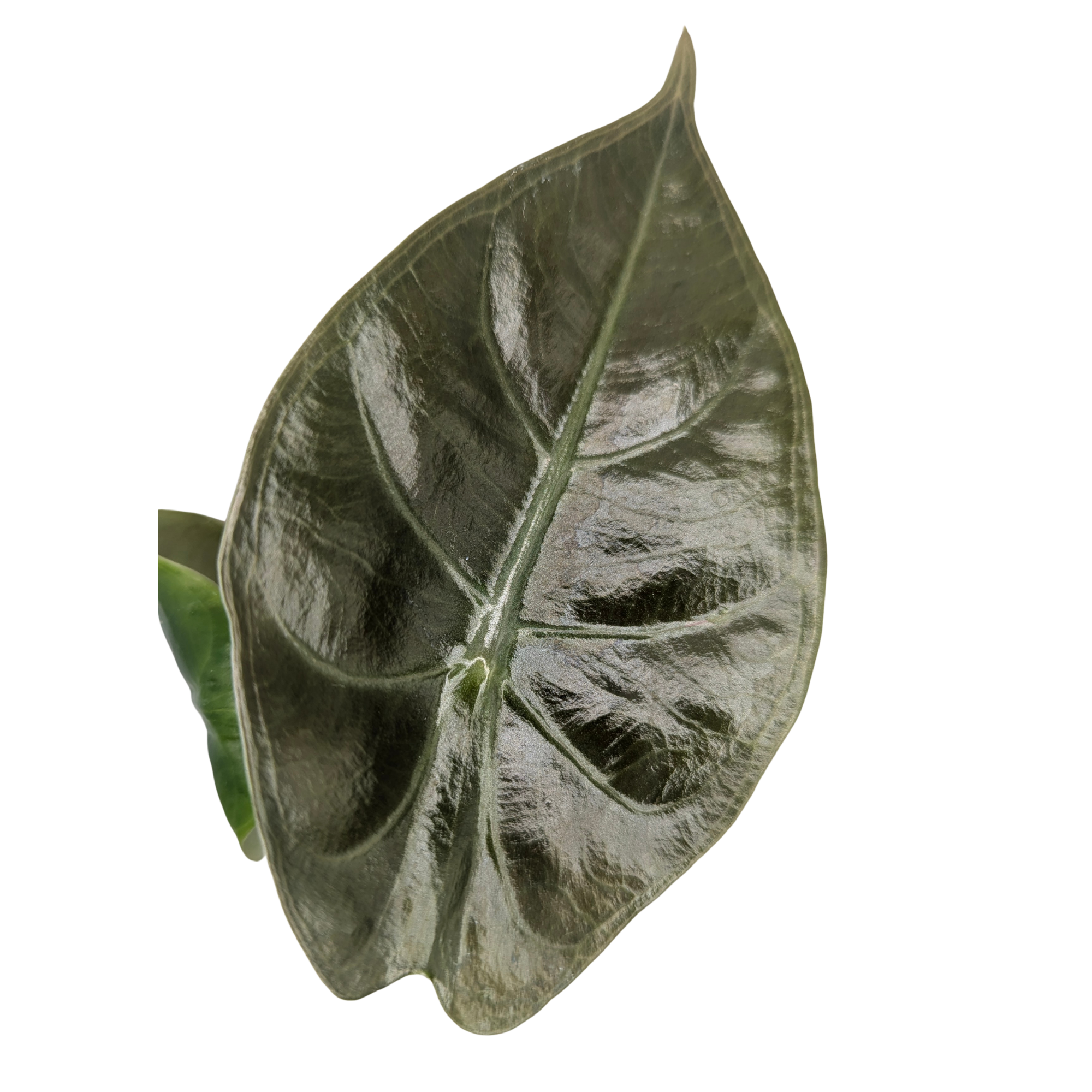 Baby Alocasia longiloba suhirmaniana